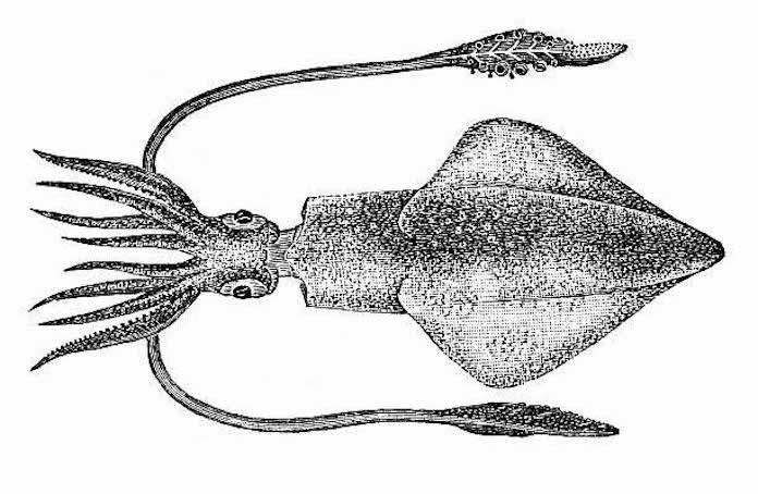 Antique illustration of European squid (Loligo vulgaris)