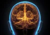 Daha büyük bir striatum, psikopatların pervasız ve vicdansız davranışlarının ardındaki gizli biyolojik motor olabilir. Görsel: Stock