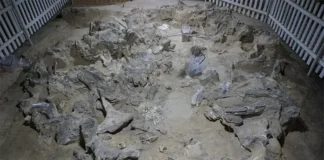 Ukrayna Mezhyrich'te bulunan mamut kemiklerinden yapılmış buzul çağı barınağının arkeolojik kalıntıları. (Görsel kaynağı: Pavlo Shydlovskyi)